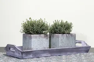 Thymus vulg. 'White' P9 - afbeelding 2