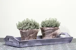 Thymus vulg. 'White' P9 - afbeelding 3