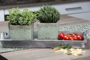 Thymus vulg. 'White' P9 - afbeelding 4