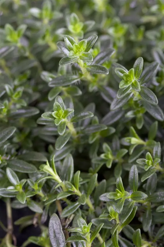 Thymus vulgaris 'Faustini' P9 - afbeelding 1