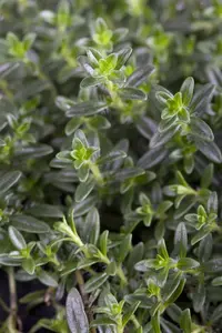 Thymus vulgaris 'Faustini' P9 - afbeelding 1