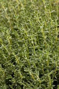 Thymus vulgaris 'Faustini' P9 - afbeelding 3