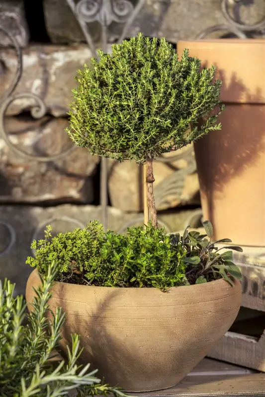 Thymus vulgaris 'Faustini' P9 - afbeelding 4