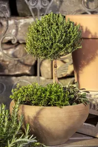 Thymus vulgaris 'Faustini' P9 - afbeelding 4