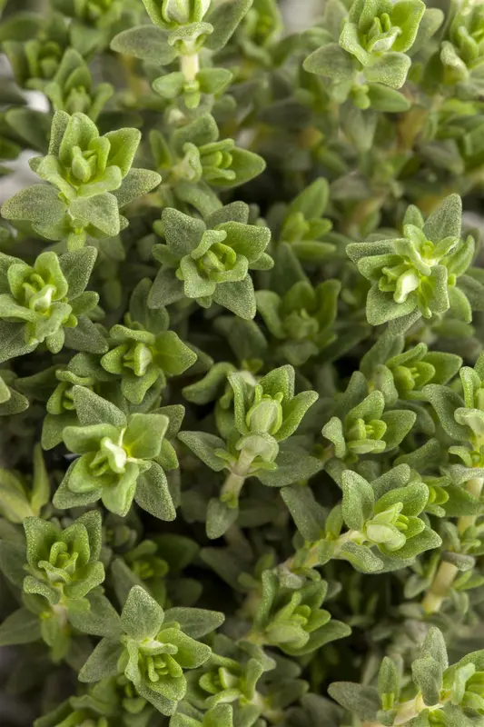 Thymus vulgaris 'Faustini' P9 - afbeelding 5
