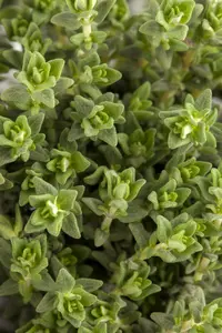 Thymus vulgaris 'Faustini' P9 - afbeelding 5