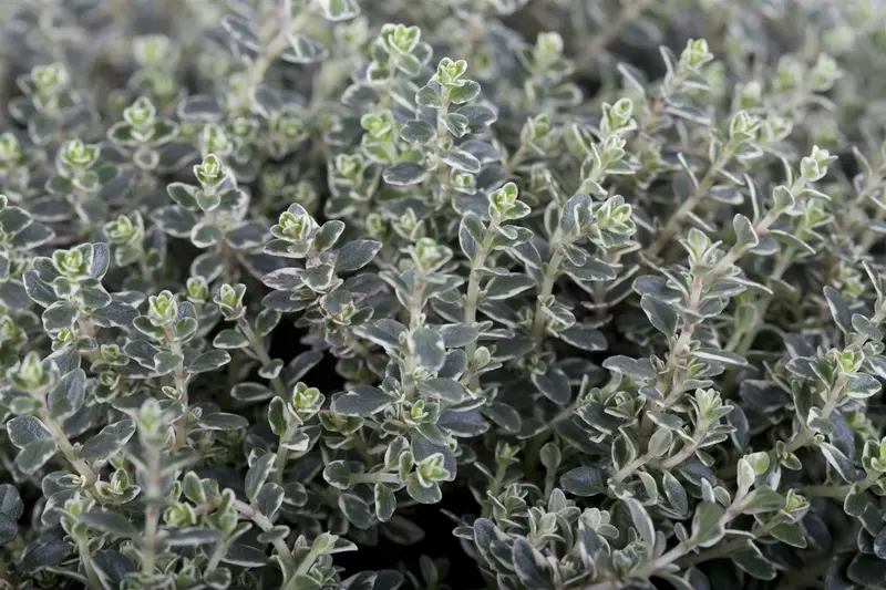 Thymus vulgaris 'Faustini' P9 - afbeelding 2
