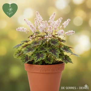 Tiarella cordifolia 'Brandywine' P9