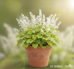 Tiarella cordifolia 'Moorgrün' P9