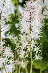 cordifolia - afbeelding 6