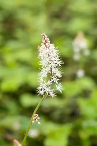 cordifolia - afbeelding 9