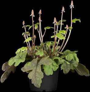 cordifolia - afbeelding 8