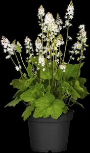 cordifolia - afbeelding 7