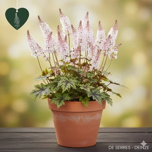 Tiarella 'Angel Wings'® P9