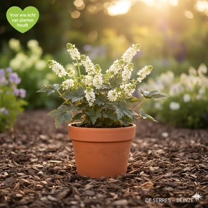 Tiarella polyphylla 'Skeleton Key' P9