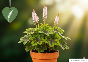 Tiarella cordifolia 'Sugar And Spice' P9