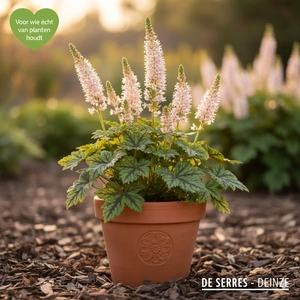 Tiarella cordifolia 'Tiger Stripes'® P9