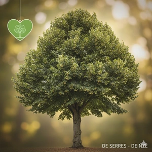 Tilia americana 10/12 C30 (HO)