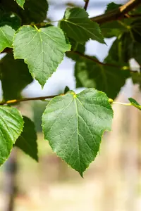 tilia cord. 'böhlje' ( 'erecta/select') 20/25 - afbeelding 4