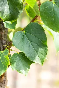 tilia cord. 'böhlje' ( 'erecta/select') 20/25 - afbeelding 2