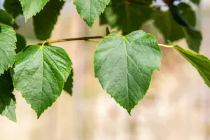 tilia cord. 'böhlje' ( 'erecta/select') 20/25 - afbeelding 3