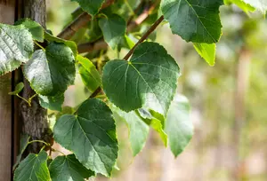 tilia cord. 'böhlje' ( 'erecta/select') 20/25 - afbeelding 4