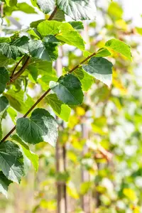 Tilia cord. 'Böhlje' ( 'erecta/select') 6/ 8 HO C - afbeelding 5