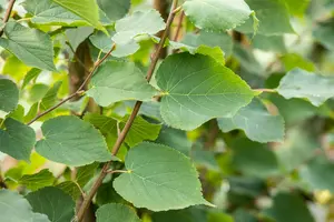 tilia cord. 'greenspire' 20/25 C80 - afbeelding 4