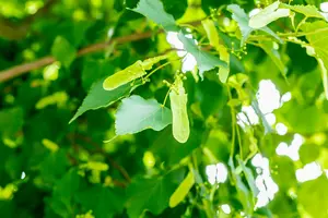 tilia cord. 'greenspire' 20/25 C80 - afbeelding 2