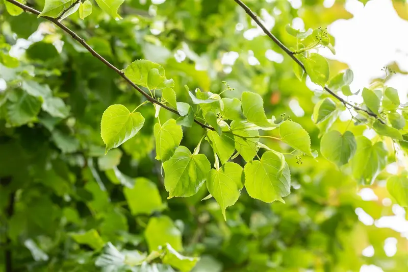 tilia cord. 'greenspire' 20/25 C80 - afbeelding 4