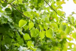 tilia cord. 'greenspire' 20/25 C80 - afbeelding 4