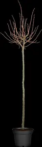tilia cordata 20/25 - afbeelding 2