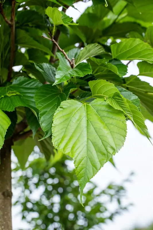 Tilia cordata 90-120   BW - afbeelding 1