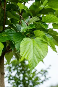 Tilia cordata 90-120   BW - afbeelding 1