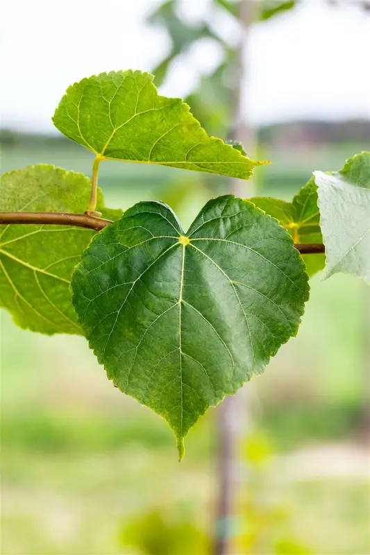 Tilia cordata 90-120   BW - afbeelding 2