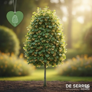 Tilia cordata 'Roelvo' 8/10 (HO)