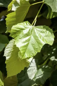 tilia tom. 'brabant' 18/20 - afbeelding 2