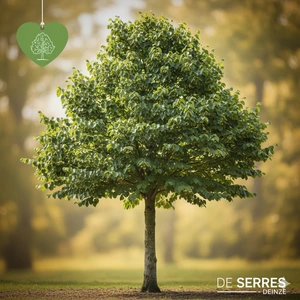 Tilia x euchlora 8/10 (HO)