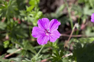 geranium hybr. 'tiny monster' P9 - afbeelding 5