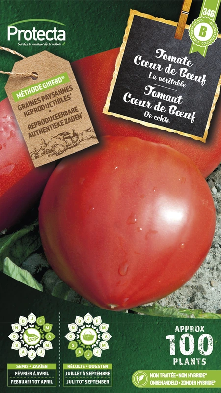 tomaat coeur de boeuf