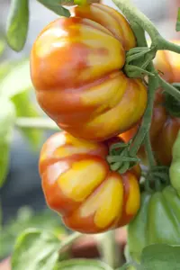 tomaat sweet baby - afbeelding 3