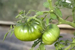 tomaat vroege marmande - afbeelding 5