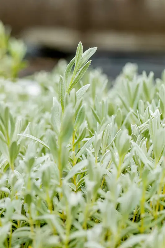 cerastium tomentosum P9 - afbeelding 2