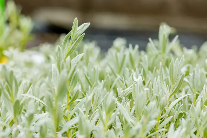cerastium tomentosum P9 - afbeelding 1