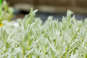 cerastium tomentosum P9 - afbeelding 1