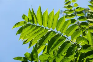 Toona sinensis 'Flamingo' 175-200 C30 - afbeelding 2