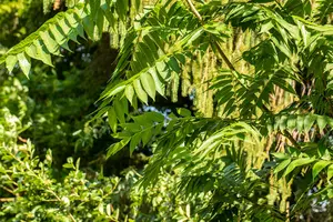 Toona sinensis 'Flamingo' 175-200 C30 - afbeelding 3