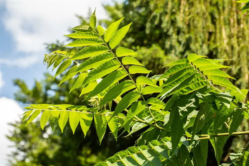 Toona sinensis 'Flamingo' 175-200 C30 - afbeelding 4