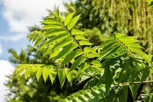 Toona sinensis 'Flamingo' 175-200 C30 - afbeelding 4