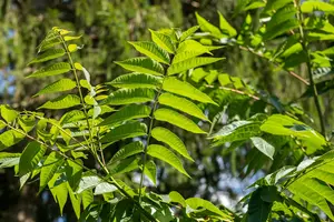 sinensis - afbeelding 4